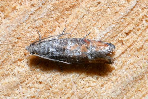Clavigesta purdeyi